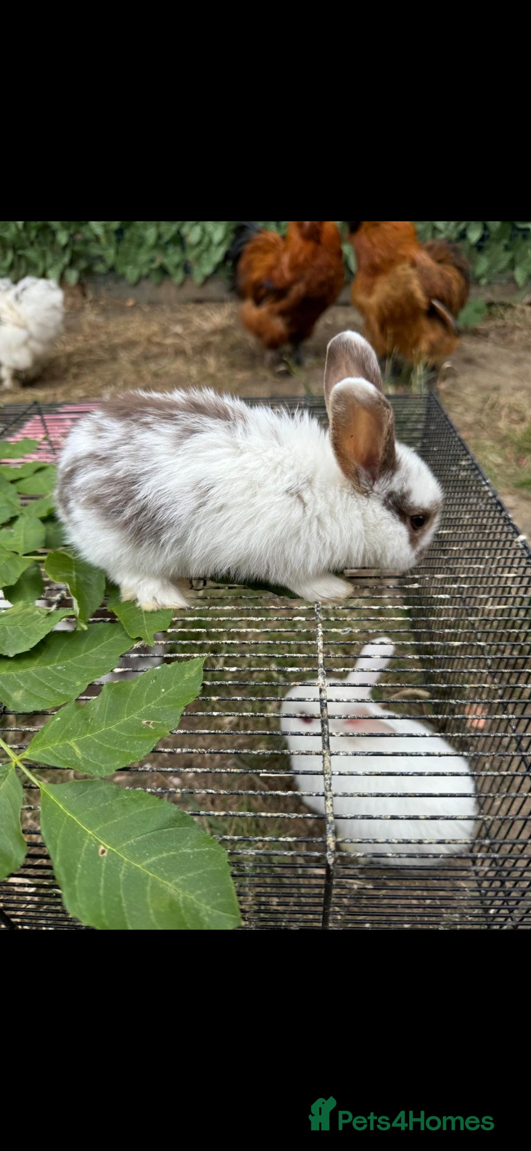 Rex rabbits for sale: Baby rabbits with blue and red eyes color - Image 4