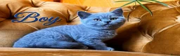 British Shorthair cats for sale: Chunky fluffy British Shorthair Kittens GCCF - Advert 5