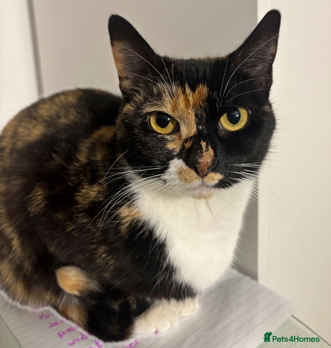 Domestic Shorthair cats for sale: Domestic shorthair female cat - Advert 3