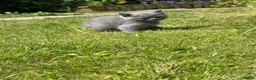 British Shorthair cats for sale: British short haired kittens - Advert 5