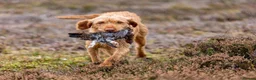 Hungarian Vizsla dogs for sale: Working wirehaired vizsla puppies for sale  - Advert 5