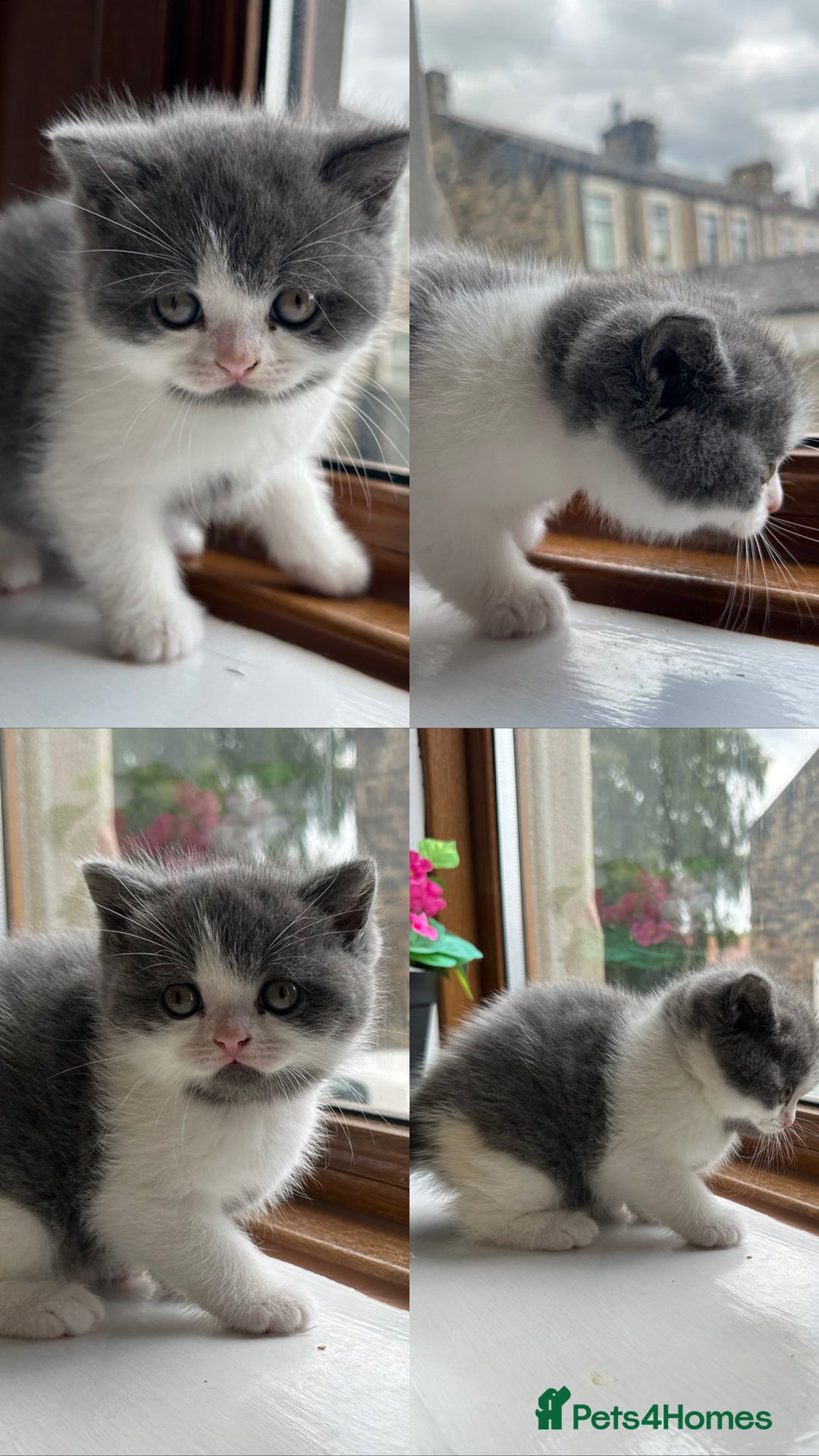 Gray Persian Cat Price In India Price Breed Kittens For Sale