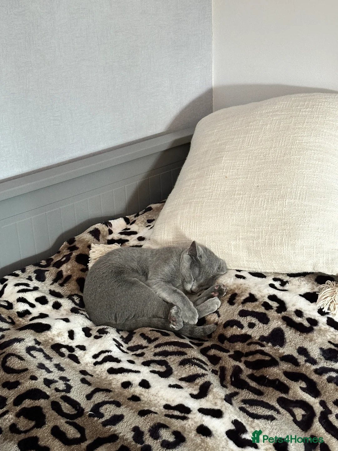 Russian Blue cats for sale: Russian Blue Female - Advert 3