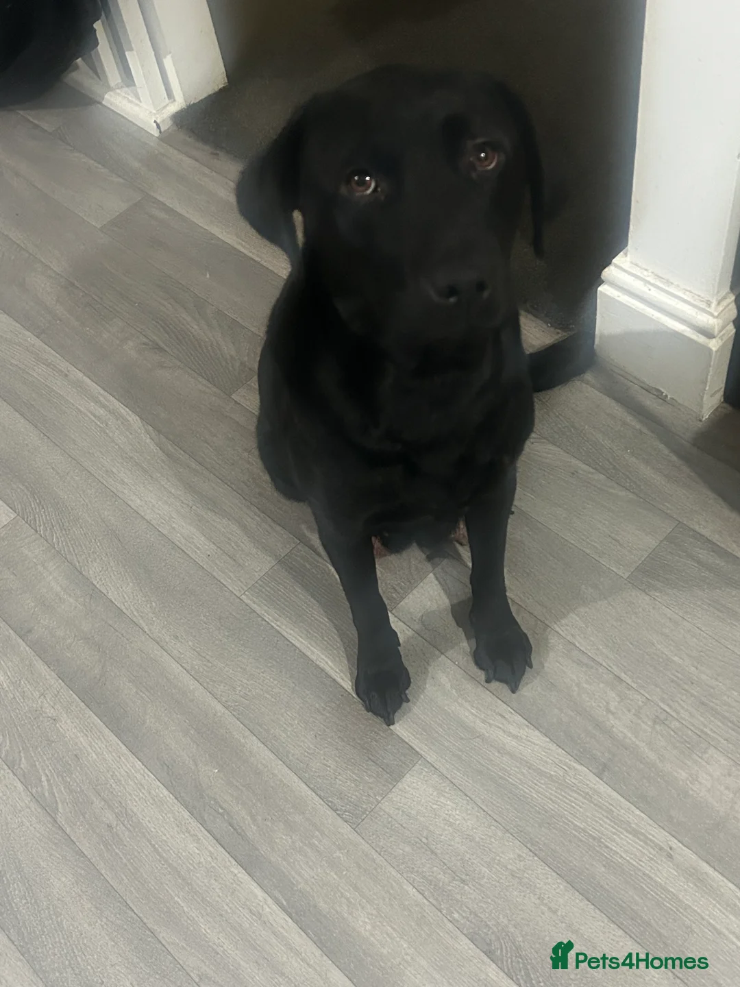 Labrador Retriever dogs for sale: Labrador - Advert 4