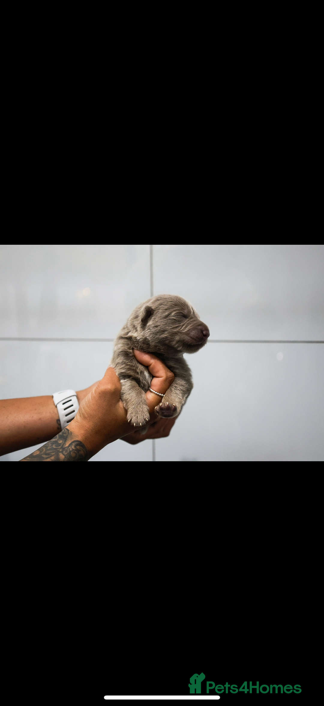 German Shepherd dogs for sale: ❤️KC pups ✨ health tested parents  - Advert 11