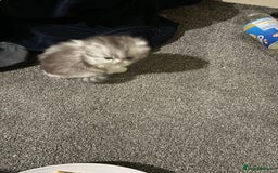 Persian cats for sale: Persian chinchilla kitten  - Image 12