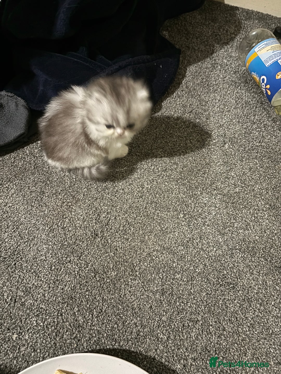 Persian cats for sale: Persian chinchilla kitten  - Image 12