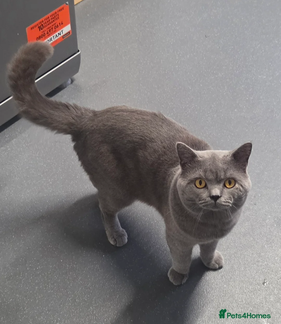 British Shorthair cats for sale: Rehoming my georgeus British Shorthair - Advert 3