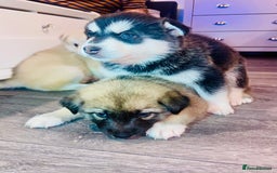 Huskita dogs for sale: huskeys  - Advert 3