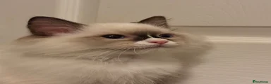Ragdoll 2