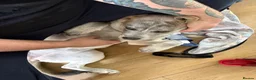 Mixed Breed dogs for sale: Luna  - Advert 1