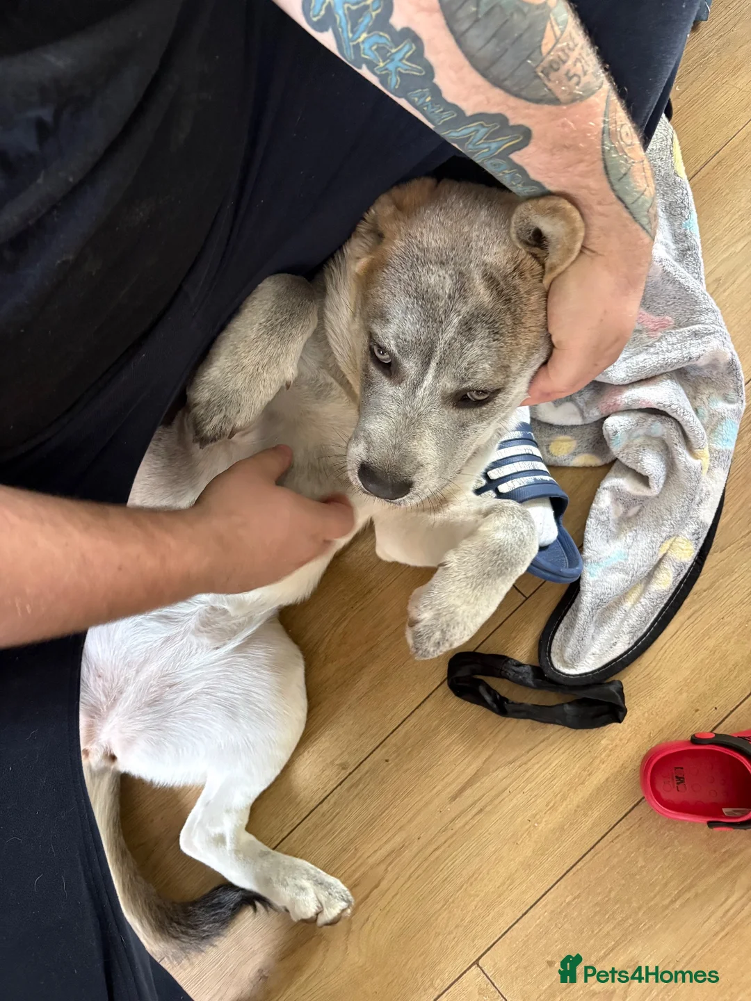 Mixed Breed dogs for sale: Luna  - Advert 1