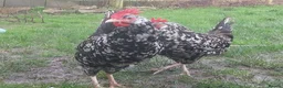 Chickens poultry for sale: Day‑Old Chicks and Hatching eggs - pure breed - Advert 10