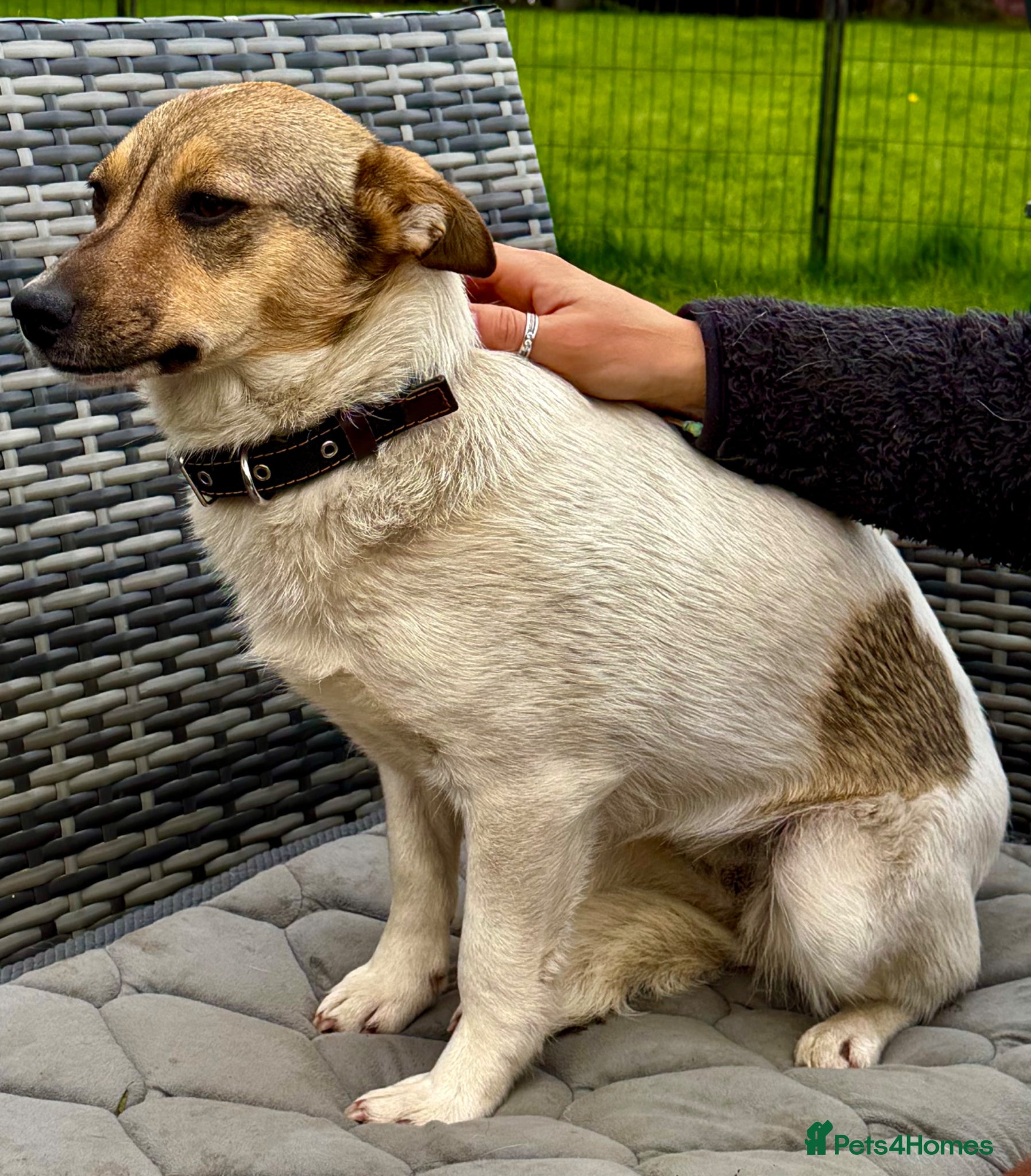 German Shepherd dogs 🐾 DAISY – Female German Shepherd 🐾 - Advert 4