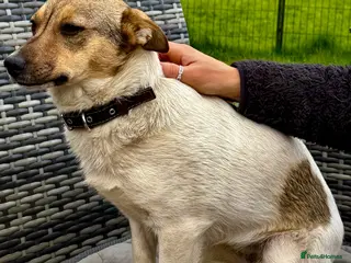 German Shepherd dogs 🐾 DAISY – Female German Shepherd 🐾 - Advert 2