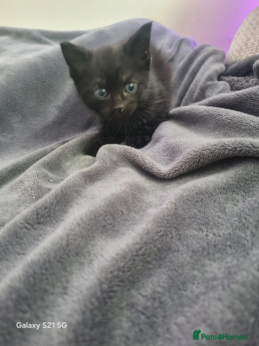 Mixed Breed cats for sale: long-haired kittens looking for a loving home - Advert 33