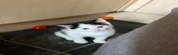 Mixed Breed cats for sale:  2 adorable kittens are looking for a ne  in Orpington - Advert 3