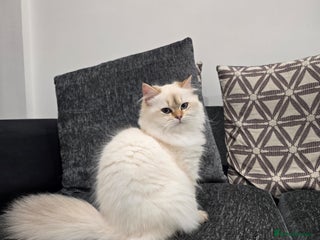 British Longhair cats Stunning Colour Point Girl - Advert 4