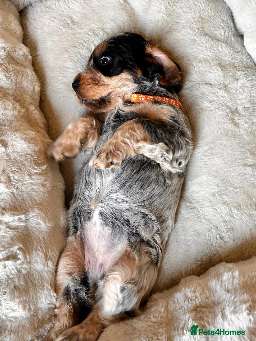 Cocker Spaniel dogs for sale: cocker spaniel puppies for sale in Basingstoke - Advert 2