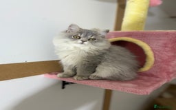 British Shorthair cats for sale: Beautiful boy and girl ready to leave now - Image 6