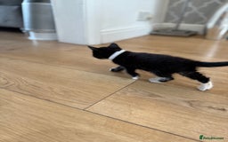 Mixed Breed cats for sale: 2 female kittens ready 14th October  - Image 5