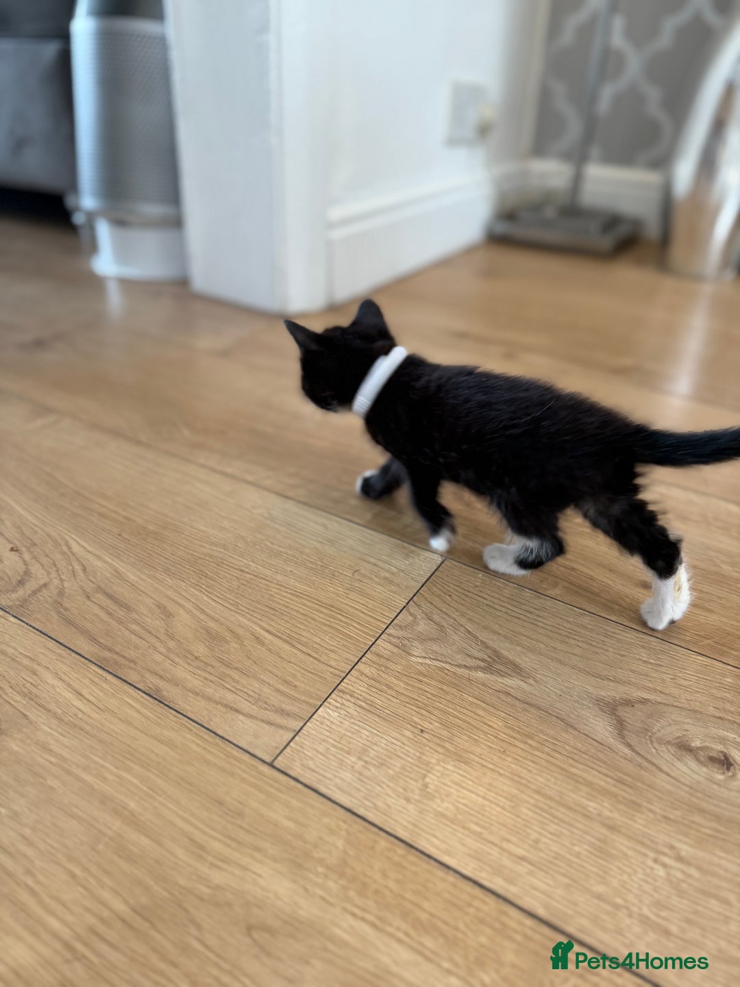 Mixed Breed cats for sale: 2 female kittens ready 14th October  - Image 5