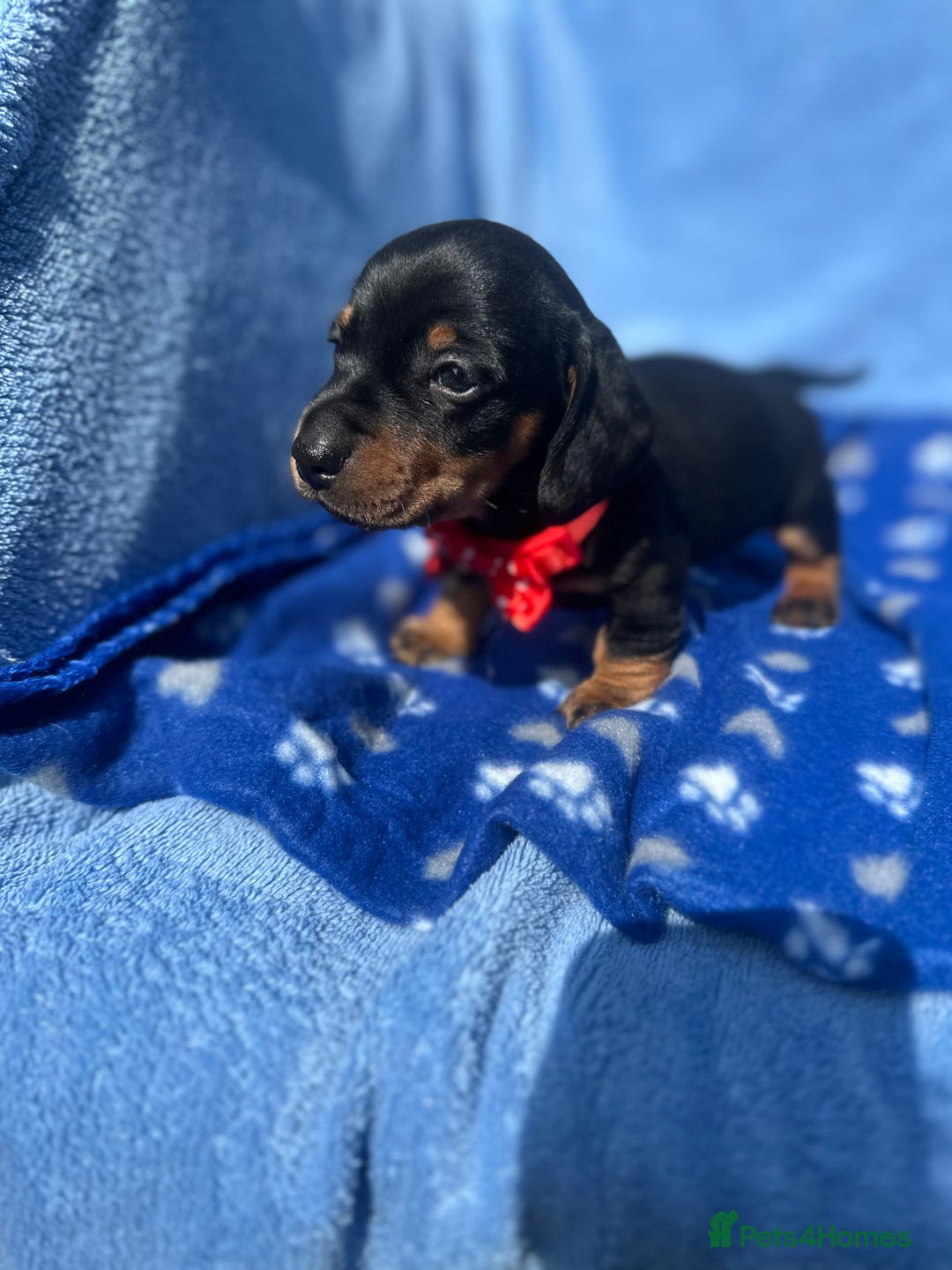 Dachshund dogs for sale: Beautiful silver dapple mini dachshund puppies! 🐾 - Image 10