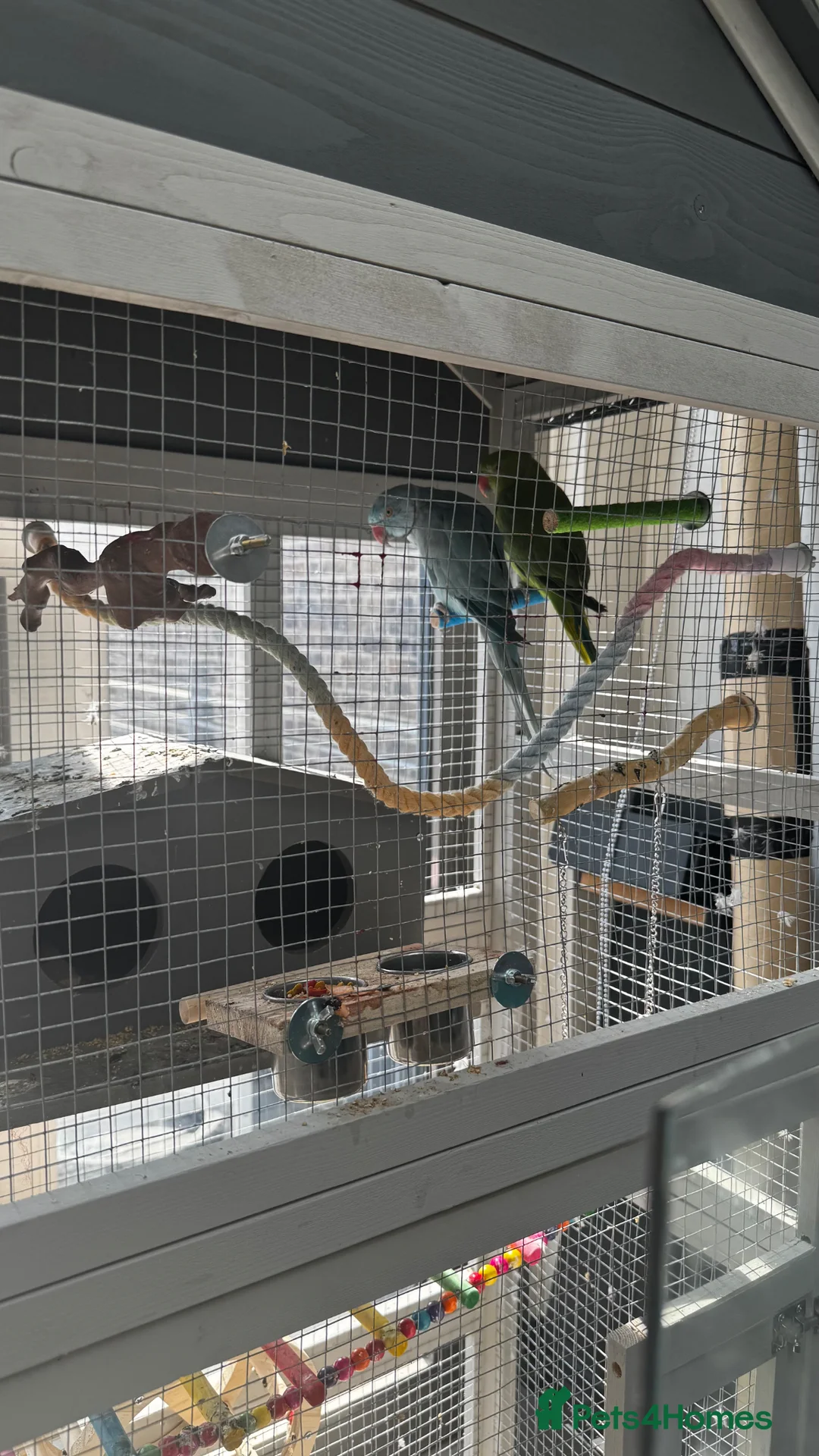 Ringnecks birds for sale: 2 Indian ringneck parrots in London - Advert 1