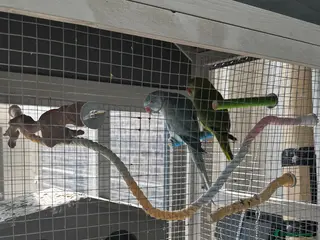 Ringnecks birds 2 Indian ringneck parrots - Advert 1