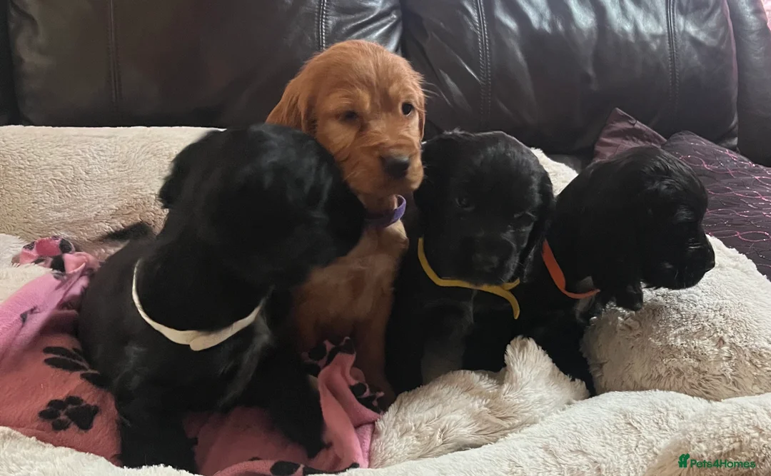 Cocker Spaniel dogs for sale: Stunning show type cocker spaniel puppies  - Advert 17