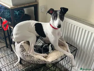 Whippet dogs Whippet puppy - 7 months - Advert 1