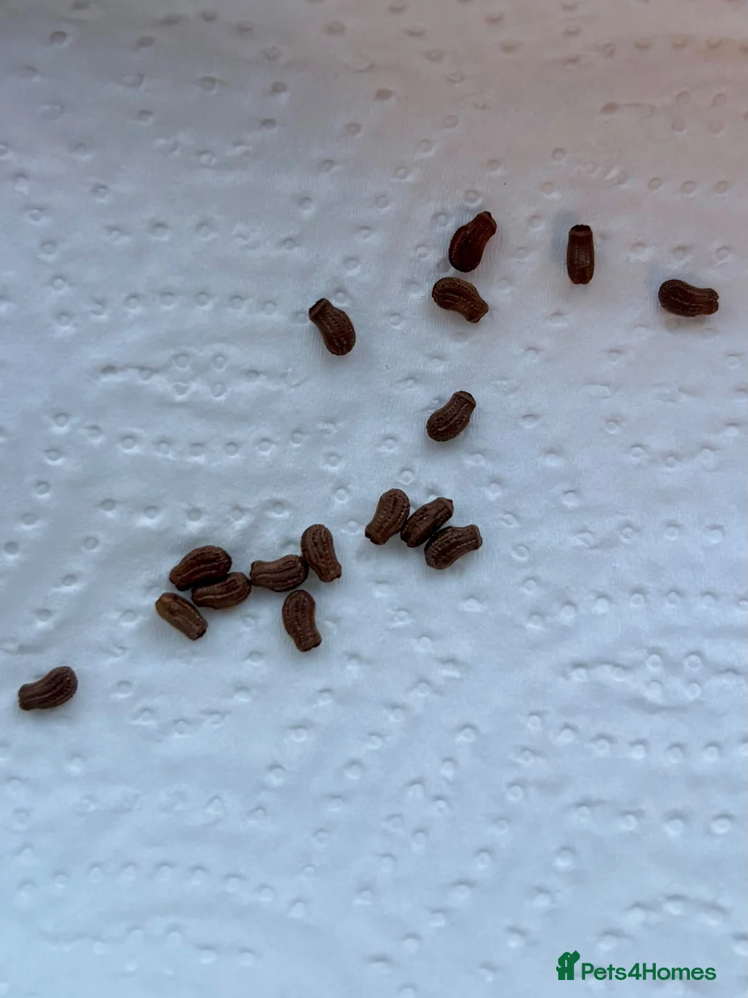 Mixed Breed invertebrates for sale: Leaf insect eggs  in Colchester - Advert 1
