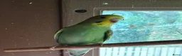 Budgerigars birds for sale: Budgerigar  - Advert 3