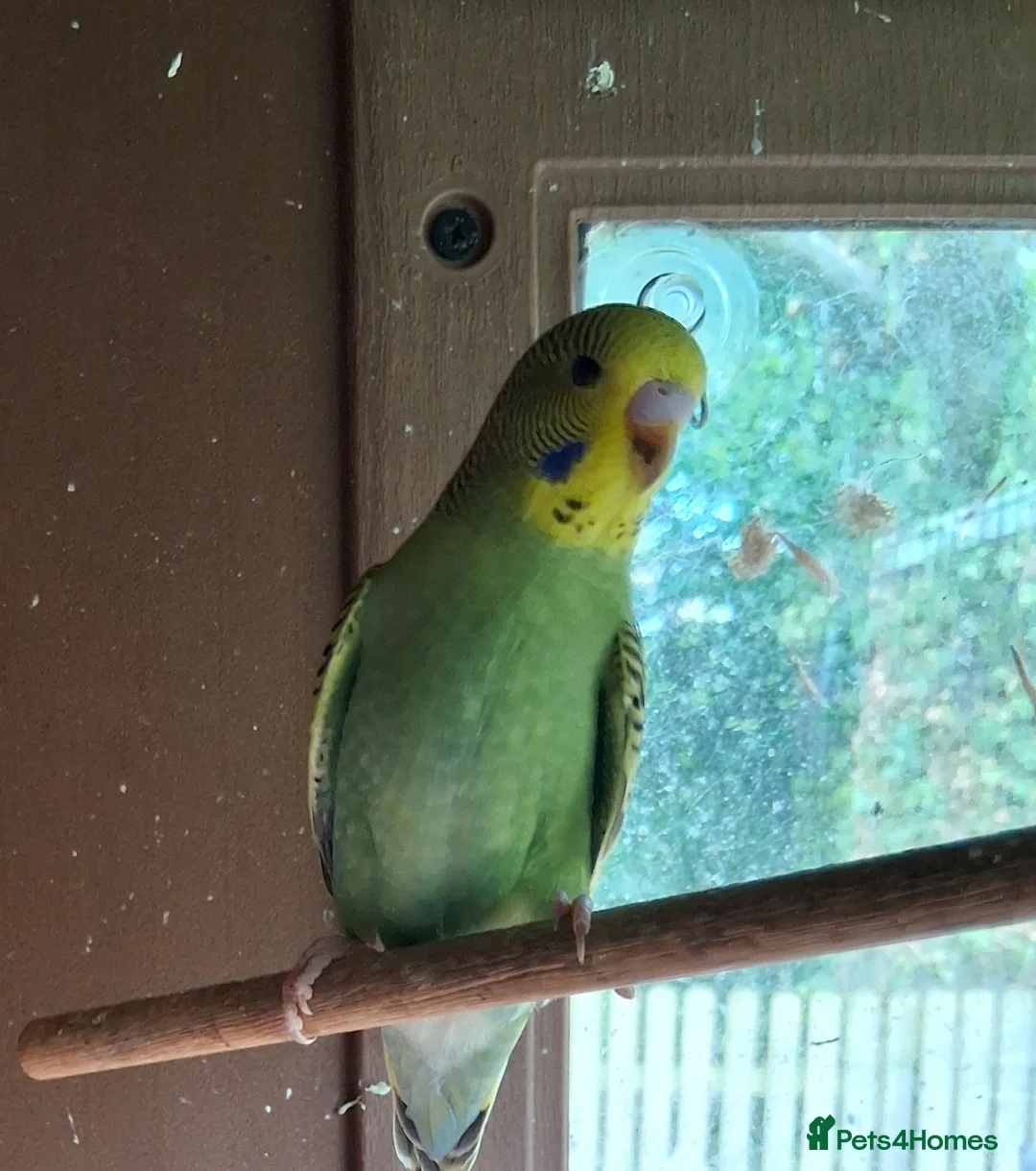 Budgerigars birds for sale: Budgerigar  - Advert 3