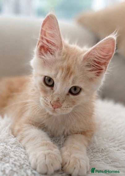 Maine Coon cats 1 boy left very Rare Maine Coon Kitten TICA Active - Advert 1