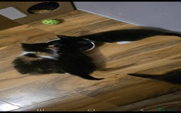 Domestic Shorthair cats for sale: 4 gorgeous kittens for sale ❤️ - Advert 6