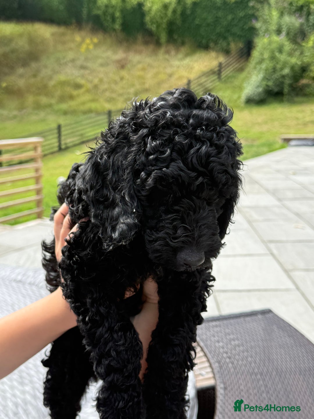 Labradoodle dogs for sale: Price reduced ready now Toy mini labradoodle f2bb  - Image 13