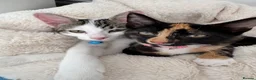 Mixed Breed cats for sale: Male kitten  - Advert 2