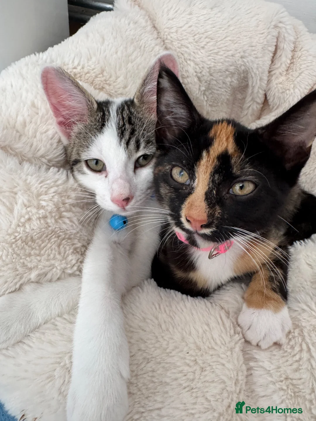 Mixed Breed cats for sale: Male kitten  - Advert 2