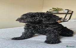 Maltipoo dogs for sale: ✨ Gorgeous 8 week old Maltipoo Puppies ✨ - Image 3