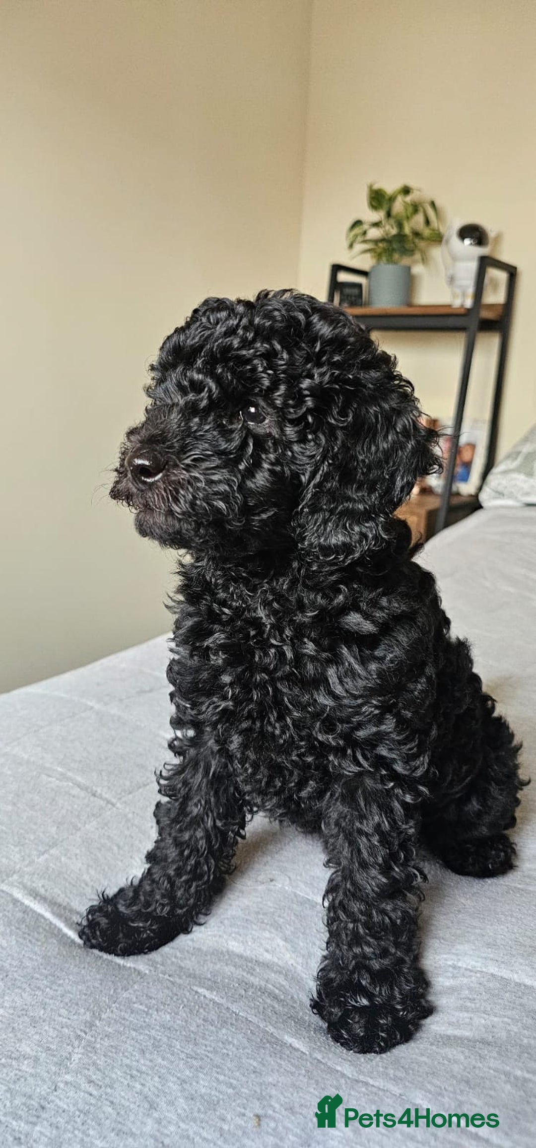 Maltipoo dogs for sale: ✨ Gorgeous 8 week old Maltipoo Puppies ✨ - Image 3
