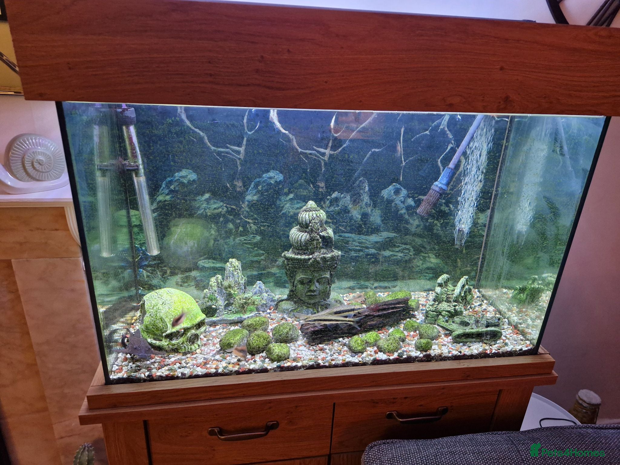 Plecos fish Aquarium established complete set-up & pleco - Advert 2