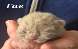 British Shorthair cats for sale: **Stunning TICA Registered Kittens** - Image 5