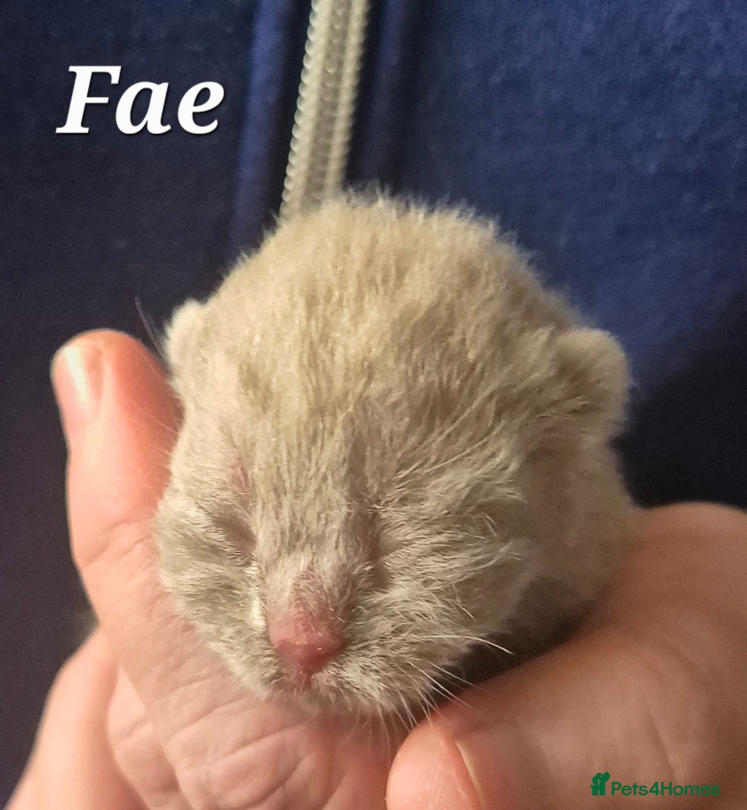 British Shorthair cats for sale: **Stunning TICA Registered Kittens** - Image 5