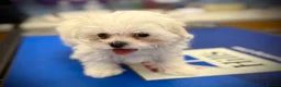 Maltese dogs for sale: 🌟  KC Registered Maltese Puppies Ready 🌟 - Advert 24