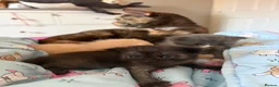 Maine Coon cats for sale: Gorgeous XL Russian Maine Coon X GCCF BSH kittens - Advert 7