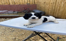 Cocker Spaniel dogs for sale: Working cocker spaniel  - Image 11