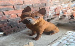 Mastiff dogs for sale: Chongqing  - Image 3