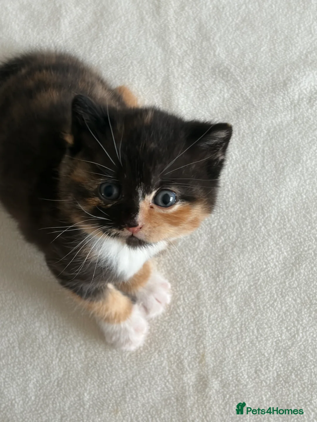 British Shorthair cats for sale: Your perfect pussycat - Advert 2