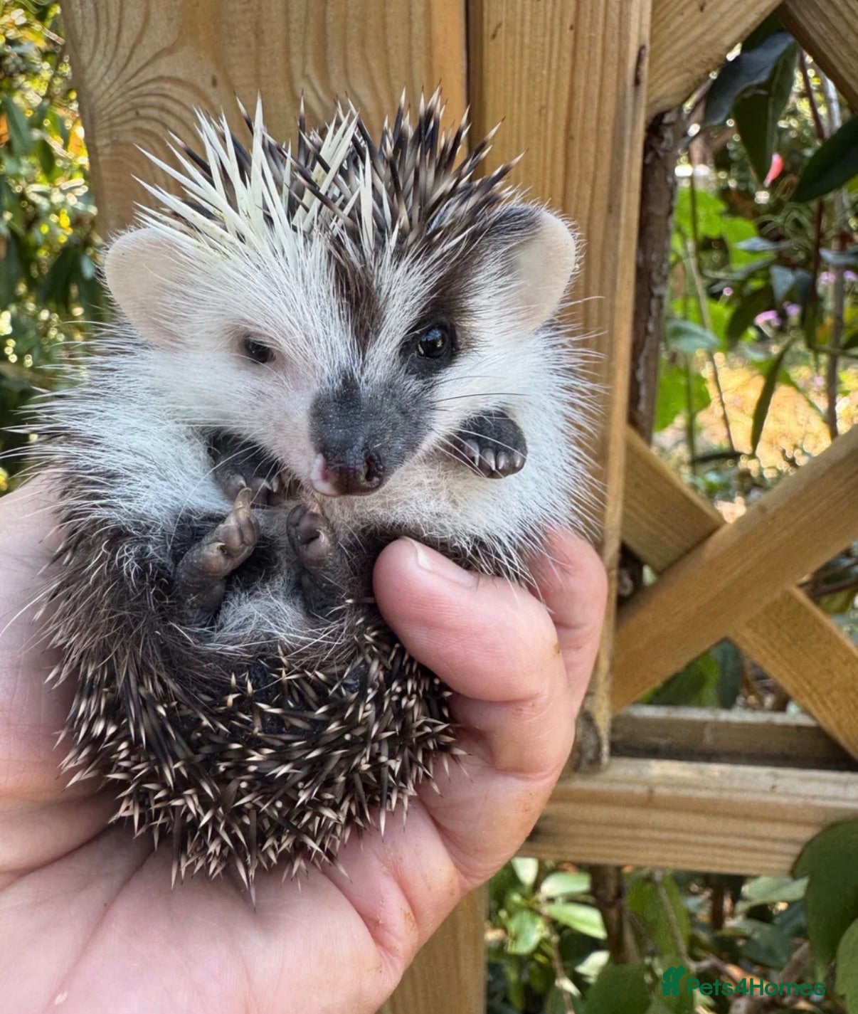 Pygmy Hedgehog rodents Female African Pygmy Hedgehog  - Advert 15